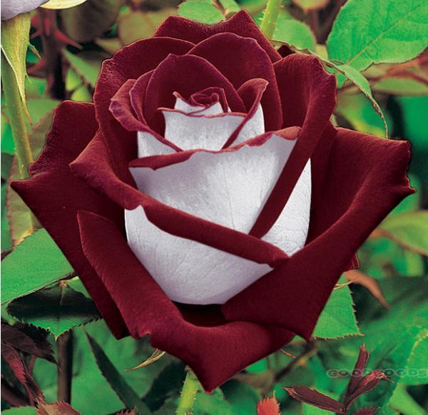 250-New-Rose-Seeds-5-Different-Colors-Rare-Osiria-Rose-Professional-Packing-Heirloom-Chinese-Rose-Flower.jpg