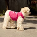 Fashion Clothing Products Creative Green Household Pet Puppy Summer Vest Breathable Polyester Crown Pet Clothes