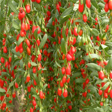 2015 Super Dried Red Goji Berries Bulk Organic Wolfberry Lycium Barbarum Goji Berry Herbal Tea China