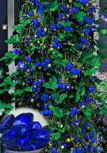 500pcs Blue Climbing Strawberry seeds tree Seed,very delicious Fruit Seeds For Home & Garden bonsai seeds,sent gift as10 kiwi