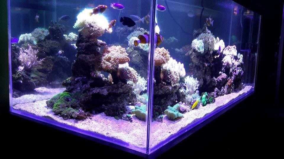 aurora chinese timer led