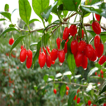 New China Dried Goji Berries 250g Nespera Organic Wolfberry For Weight Loss Health