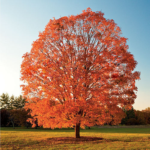 planting a maple tree new home garden plant 30 seeds northern sugar maple acer saccharum rock maple fall colors tree planting a maple tree new home garden plant 30 seeds northern sugar maple acer saccharum rock maple fall colors tree