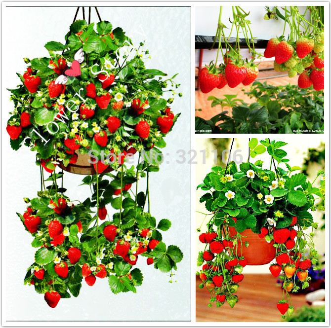 200 Hanging Strawberry Seeds  Real Fresh Seeds Sweet Juicy DIY Home Garden Free Shipping