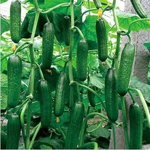 only $0.99 get 50 pcs Of Cucumber,Cuke Seeds,Green Vegetable Seeds high quality cucumber vegetable flower pot planters