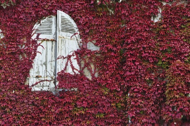 Free-shipping-Flower-seeds-Boston-ivy-Seeds-50PCS-Parthenocissus-Foliage-Flower-Green-Plant-Home-Gardening-Climb (5)
