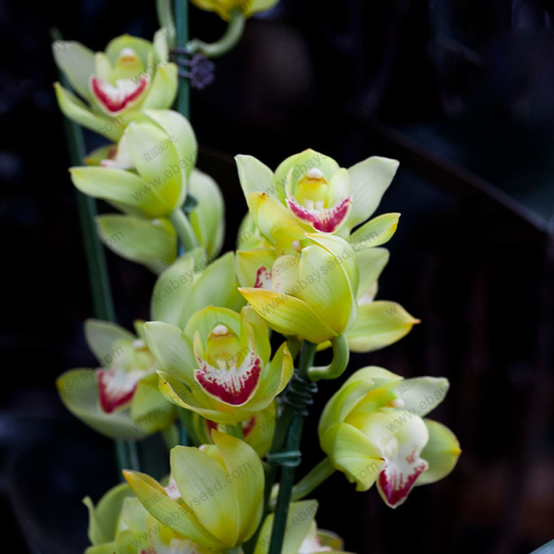 Chinese cymbidium orchid balcony bonsai seeds bonsai garden flower seed orchid semente decorative flowers rare 100
