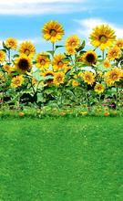 2015 children studio photography background photo background paper On the green grass sunflower theme of 9953