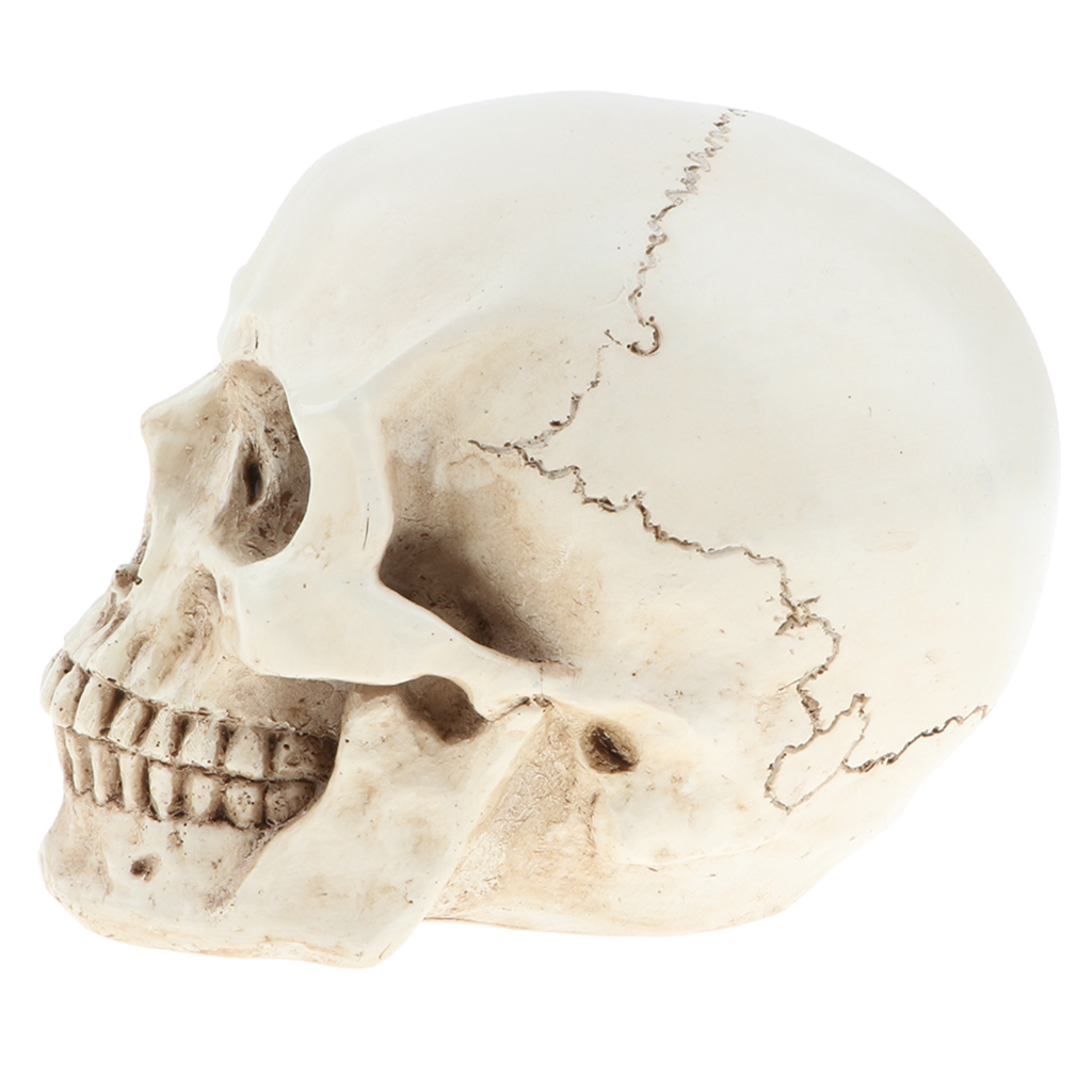 Lifesize Human Head Skull Skeleton Model Anatomical Reference For