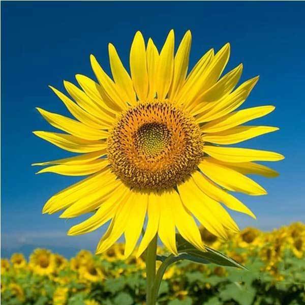 grizzlypass 15pcs giant sunflower seeds plant garden plant