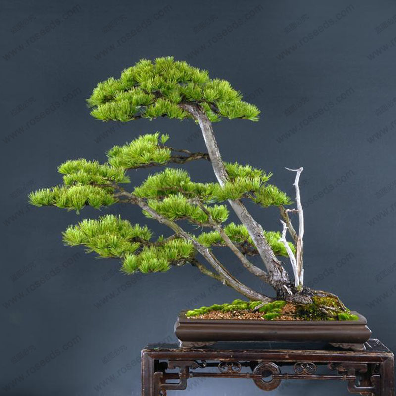 Perennial evergreen tree seeds Japanese pine bonsai tree seeds holly leaf pine seed 100 PCS bag