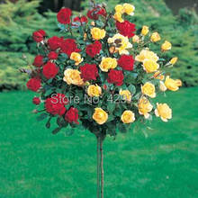 100pcs rare flower Rose tree Seeds, DIY Home Garden Potted ,Balcony & Yard Flower Plant