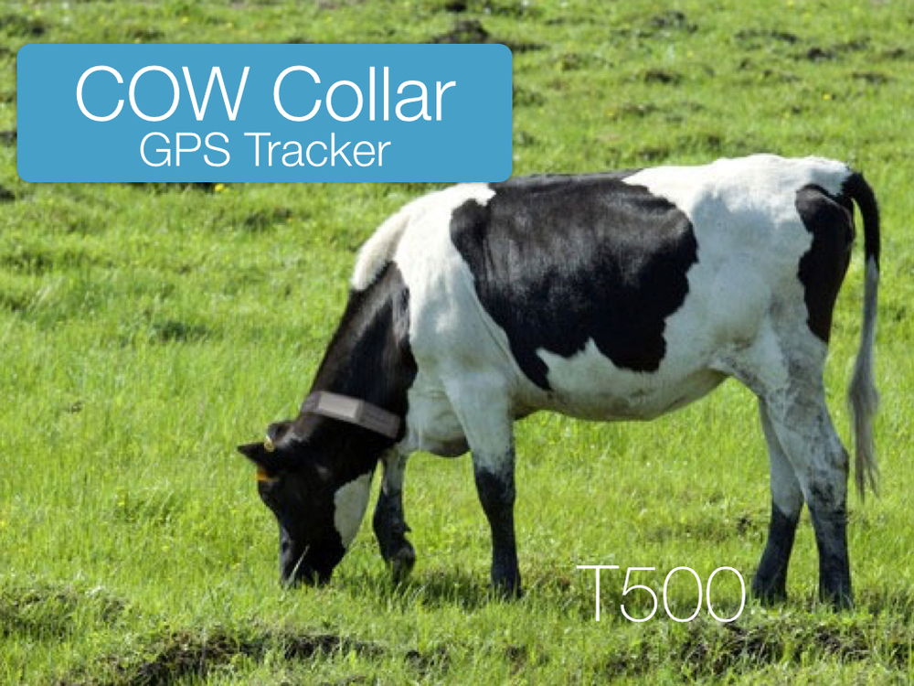 T500 Cow GPS Tracker.001.jpg