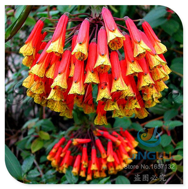 10 fresh seeds , extremely rare flower seeds, Bomarea caldasii, Peruvian Lily Vine, hummingbirds , garden balcony potted plant