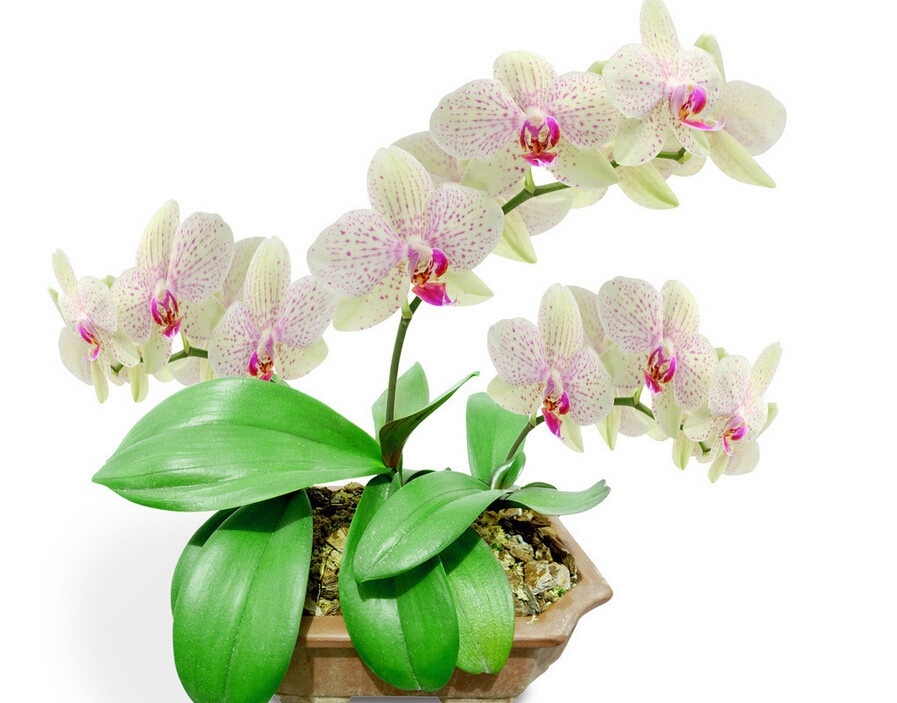 Фаленопсис - шикарное растение для вазона в фото обзоре Новости Интернет-магазин