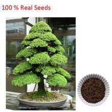 SACRED JAPANESE CEDAR – 20 PCS Semillas bonsai seeds