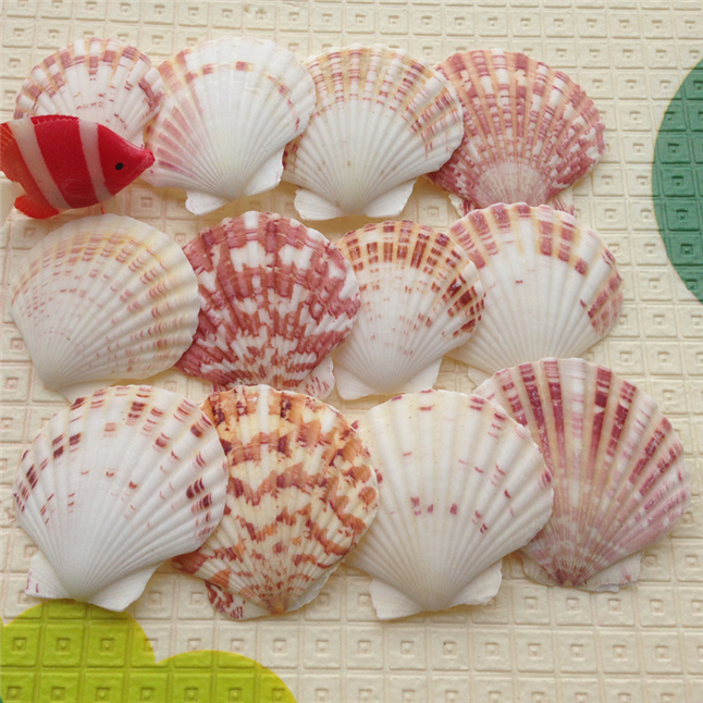 24pc Lot 100 Natural 4 8cm Colourful Seashells Crafts Natural