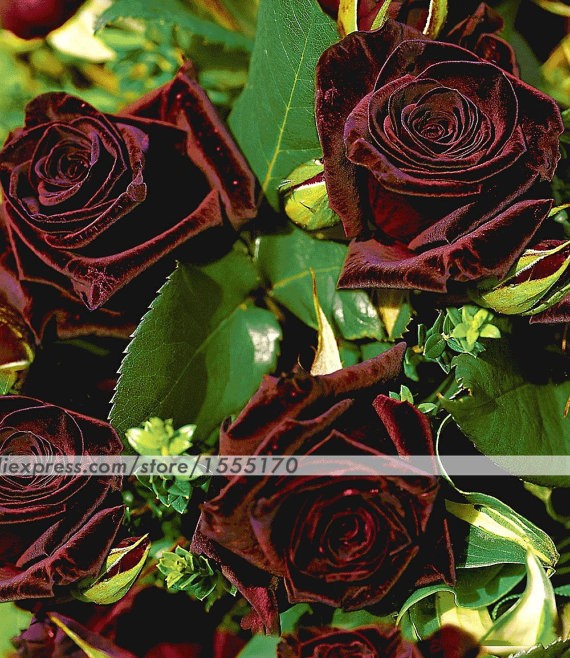 Black Baccara Интернет Магазин Декор