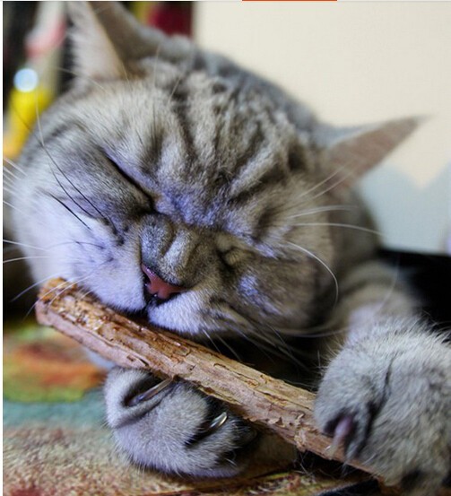-catnip-silvervine-stick-cat-dental-health-sticks-pet-catnip-products-10pcs-lot-