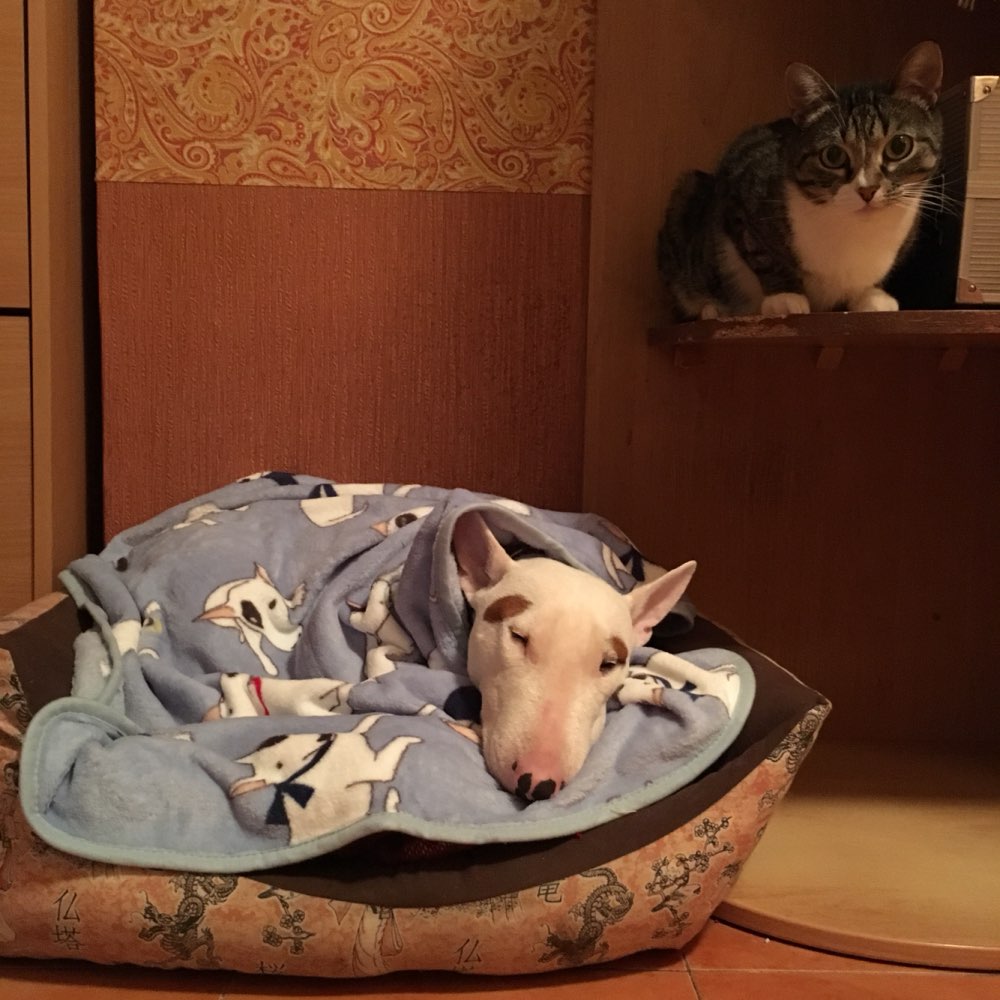 bull terrier and cats