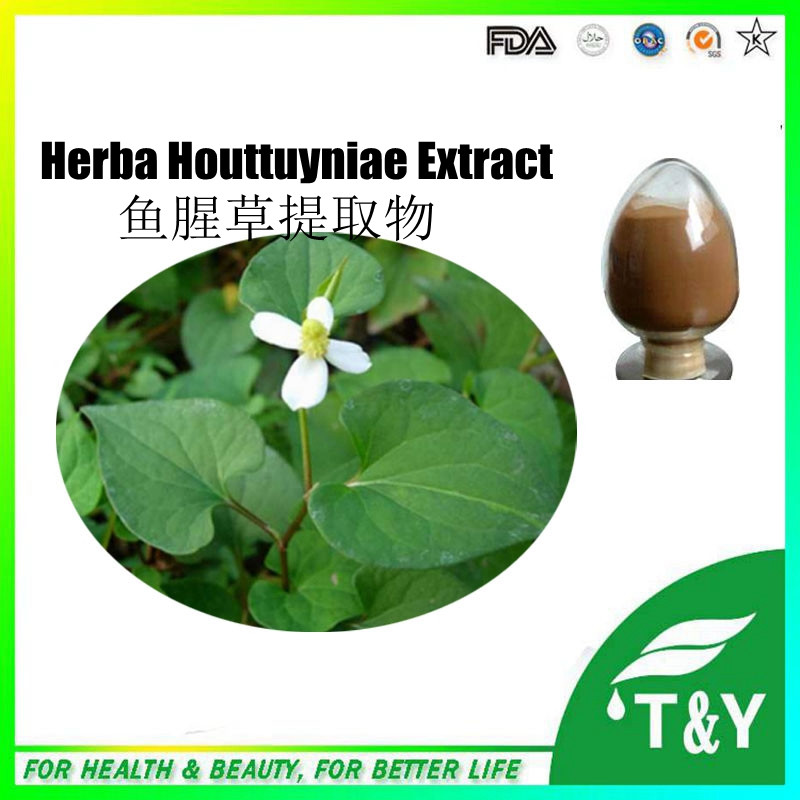 Best quality and professional of Herba Houttuyniae Extract, Heartleaf Houttuynia Herb Extract, 10:1 700g/lot
