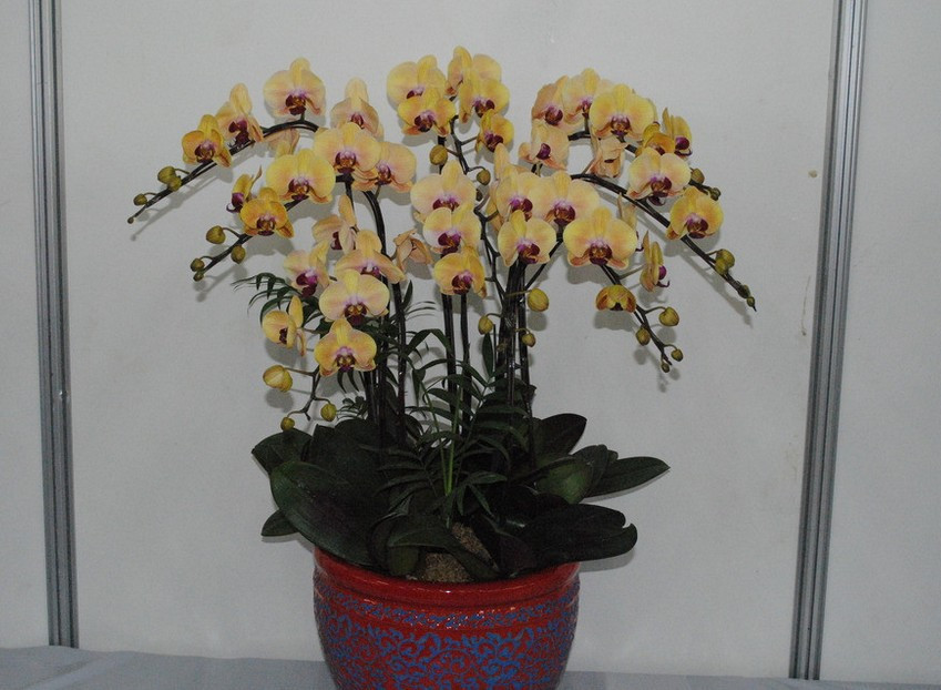 Phalaenopsis Seeds bonsai balcony flower orchid seeds bundle 200 pcs Phalaenopsis Orchids seeds
