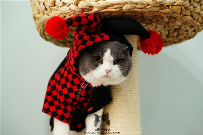 Праздничная pet собаки кошки Хэллоуин костюмы зимняя одежда для кошек pet одежда комбинезон пижамы клоун стиль ropa пункт moscotas 05 Праздничная pet собаки кошки Хэллоуин костюмы зимняя одежда для кошек pet одежда комбинезон пижамы клоун стиль ropa пункт moscotas 05