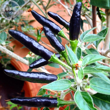 BELLFARM Rare Super Black Hot Chili Pepper Seeds, 30 Seeds, organic vegetables  goat