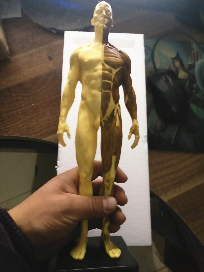 نموذج اللوحة التشريحية لجمجمة الإنسان الراتنج للبيع نموذج التشريح التشريحي الجمجمة النحت رئيس الجسم العضلات الفنان الرسم Skull Anatomy تشريح الجمجمةاللوحة نموذج Aliexpress