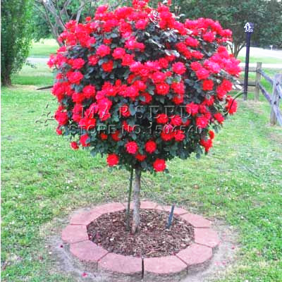 50 Red Rose tree Seeds DIY Home Garden Potted Balcony Yard Flower Plant Free Shipping