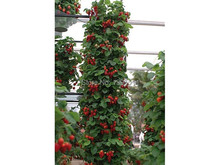 600 PCS Red giant Climbing Strawberry Seeds Fruit Seeds For Home Garden DIY rare seeds for