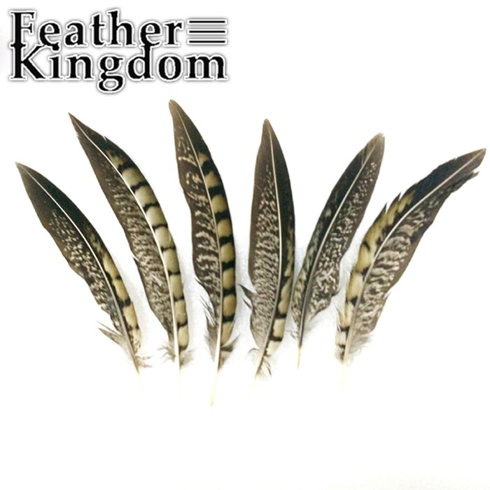 natural lady amherst pheasant feathers 2-700
