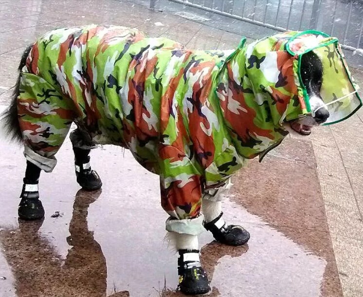Новый плащ собака pet Одежда водонепроницаемая одежда собак одежда Толстовки для животных летом и весной ПЭТ сиамские плащи ноги Новый плащ собака pet Одежда водонепроницаемая одежда собак одежда Толстовки для животных летом и весной ПЭТ сиамские плащи ноги