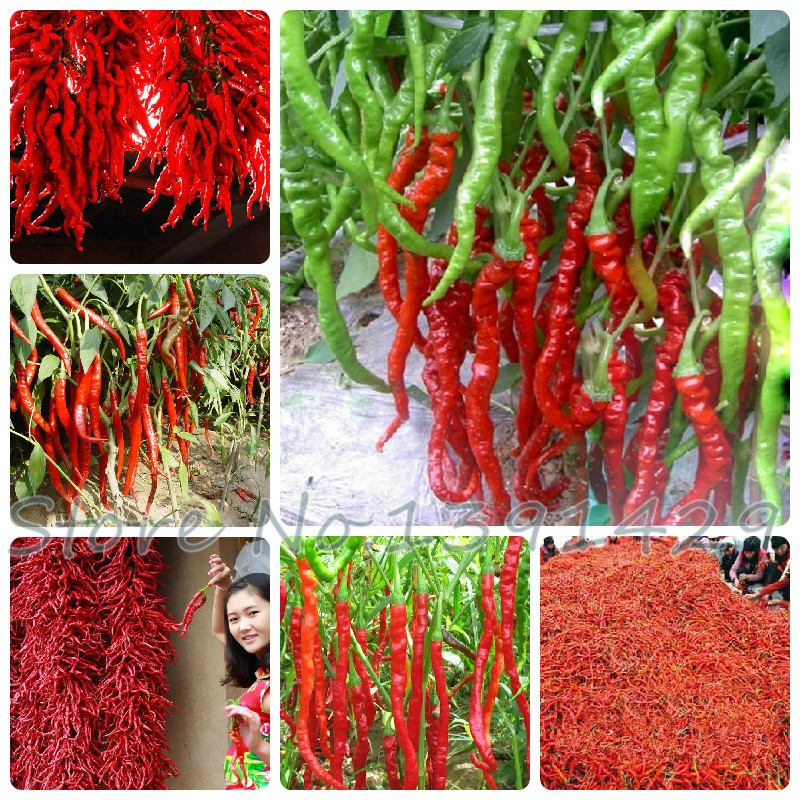 HORTALIZAS FRUTALES hortalizas frutales:
