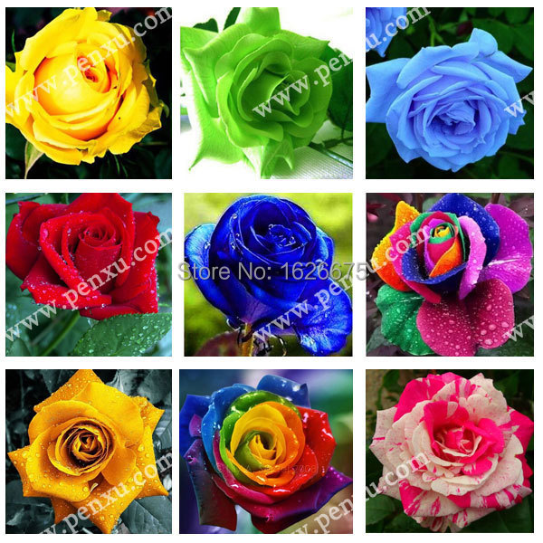 Spend Climbing roses seeds 100pcs potted flowers plants rose it is the seed not a rose