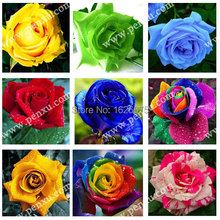 Spend Climbing roses seeds 100pcs, potted flowers, plants rose, it is the seed, not a rose seedlings