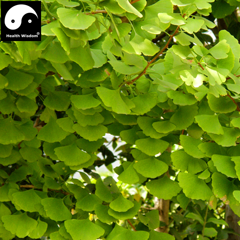 Dried Chinese Ginkgo Biloba Tree Fruits Nurtual Herbal Nuts Organic Lower Blood Pressure Health Care Herb