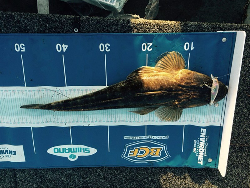 Trulinaoya Minnow 09