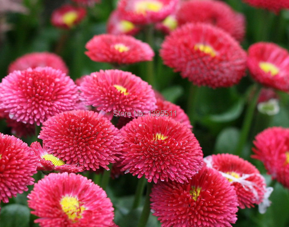 Aliexpress.com : Buy High quality 20 daisy Flower seeds chrysanthemum 