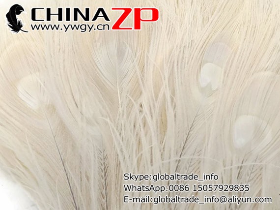 Wholesale Feathers, 100 Pieces - IVORY Bleached and Dyed Tails Peacock Feathers (bulk)3