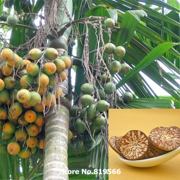 chinese Dried Cyperus rotundus 100g natural Nutsedge herbal xiangfuzi