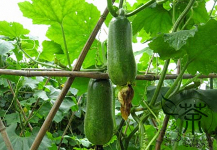 Winter Melon Plant