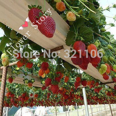 200 Hanging Strawberry Seeds  Real Fresh Seeds Sweet Juicy DIY Home Garden Free Shipping