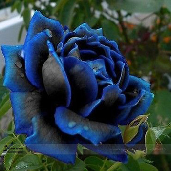 1 Professional Pack, 50 seeds / pack, New Midnight Supreme Rose Bush Flower Seeds #A00202