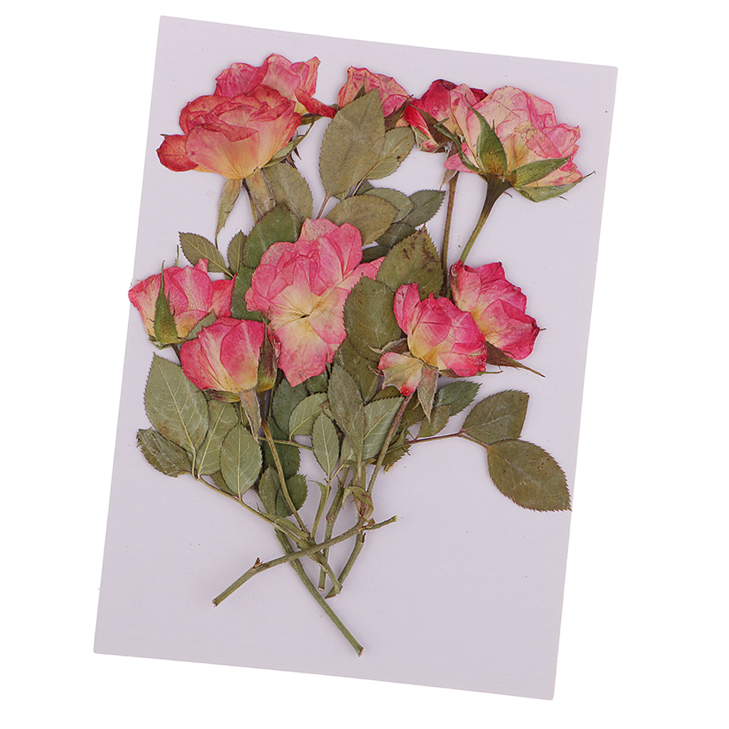12Pcs Pressed Dried Real Flowers Resin Casting DIY Candle Phone Case Crafts