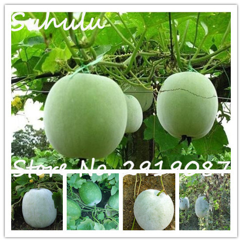 Asian Vegetable Seeds For Sale 74