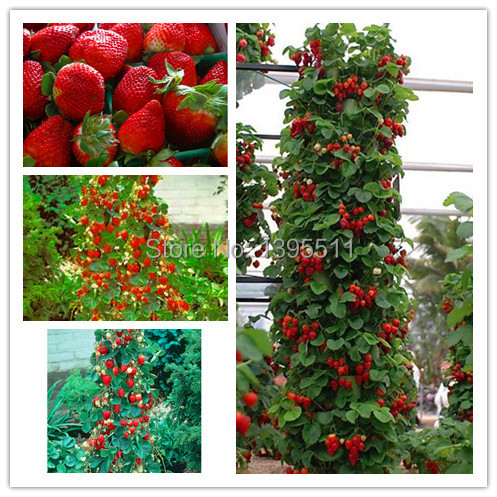 600 PCS Red giant Climbing Strawberry Seeds Fruit Seeds For Home Garden DIY rare seeds for