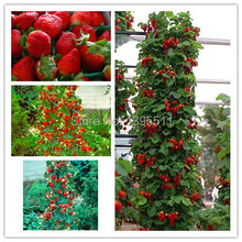 00 500 PCS / bag  Red Climbing Strawberry Seeds Fruit Seeds For Home & Garden DIY Indoor rare seeds for bonsai Free Shipping