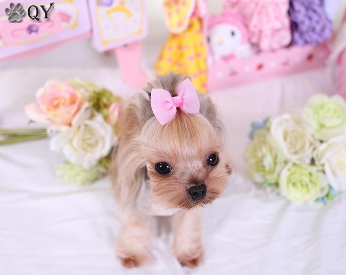 http://g03.a.alicdn.com/kf/HTB1WmQZIFXXXXa3apXXq6xXFXXXg/QY-Pet-Products-Dog-Grooming-Bows-Dog-Ribbon-Wholesale-Hair-Accessories-Pet-Hair-Tie-Dog-Bow.jpg