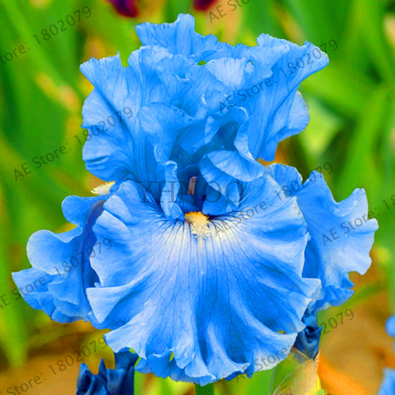 50 Pcs Seeds 21 Kinds Mixed Iris Flower Plants Home Garden Bonsai Plant NEW 2018